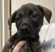 Enlarge Monica, a Adoptable mixed breed in West Memphis, AR image 2/3