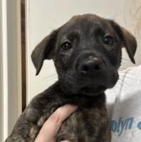 Enlarge Monica, a Adoptable mixed breed in West Memphis, AR image 3/3