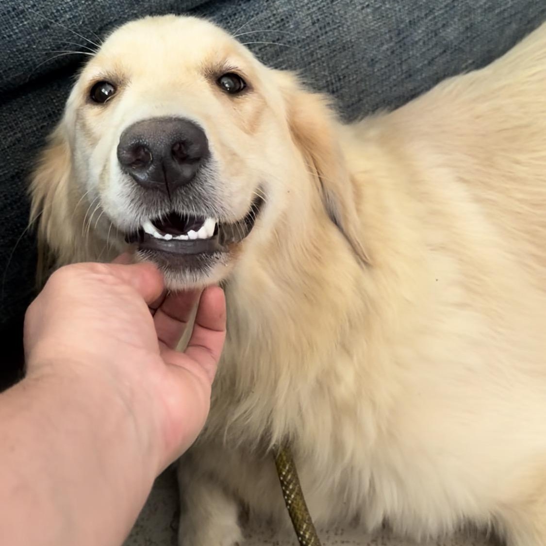 Jewel (Julie), Adopted, Young Female Golden Retriever.
