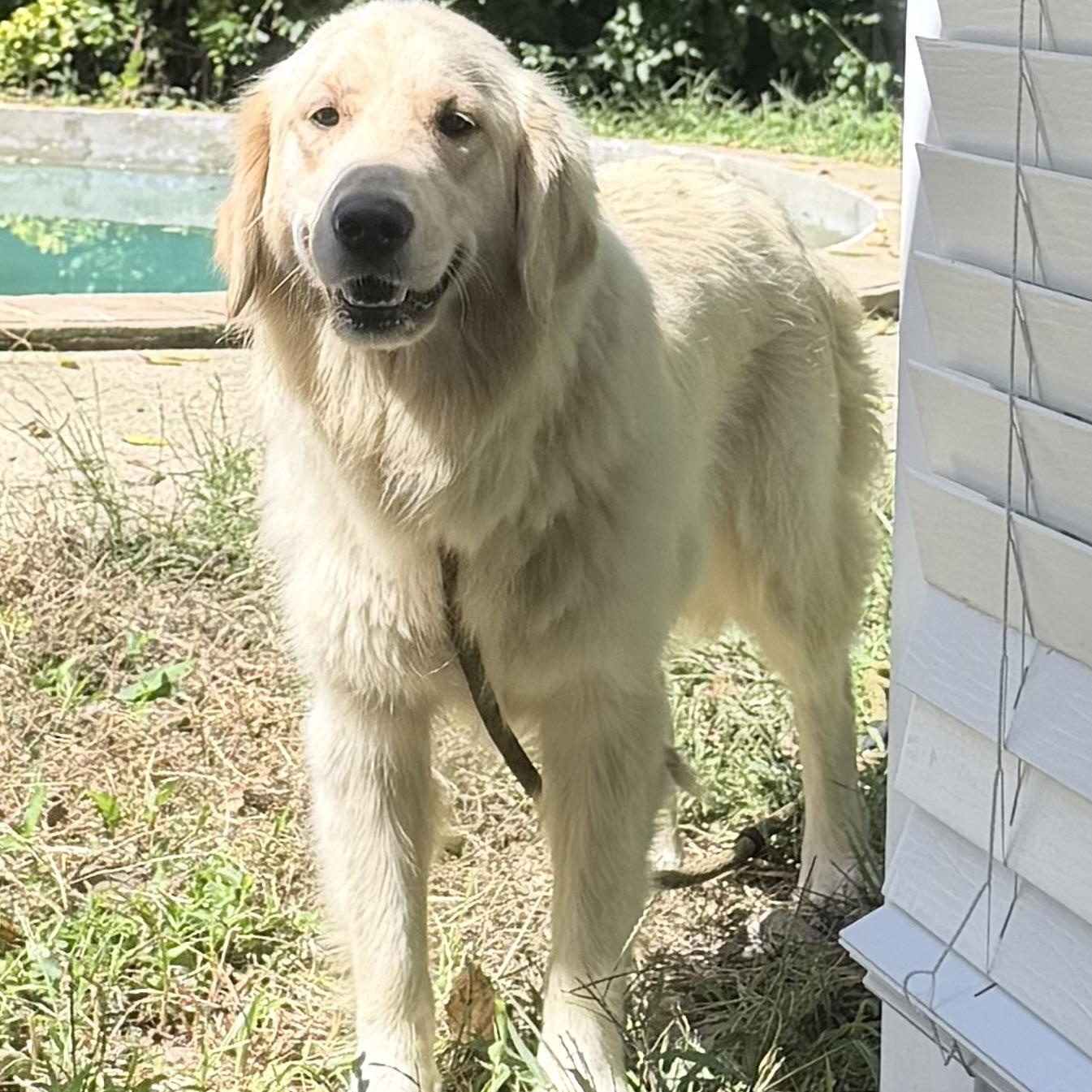 Enlarge Jewel (Julie), a Adopted Golden Retriever in Wrightstown, NJ image 2/2