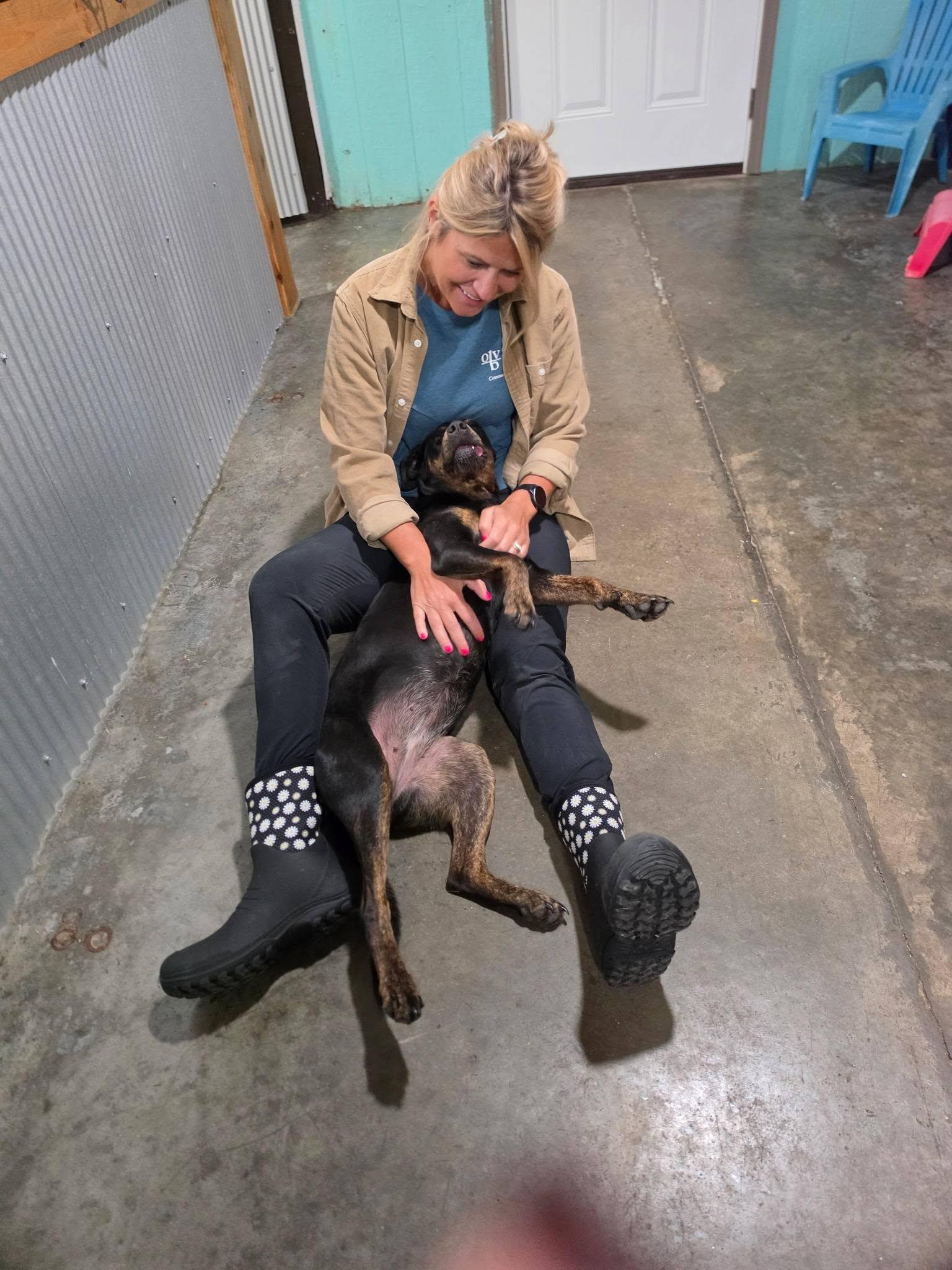 Enlarge Princess P, a Adoptable Mixed Breed in Point Pleasant, WV image 2/3
