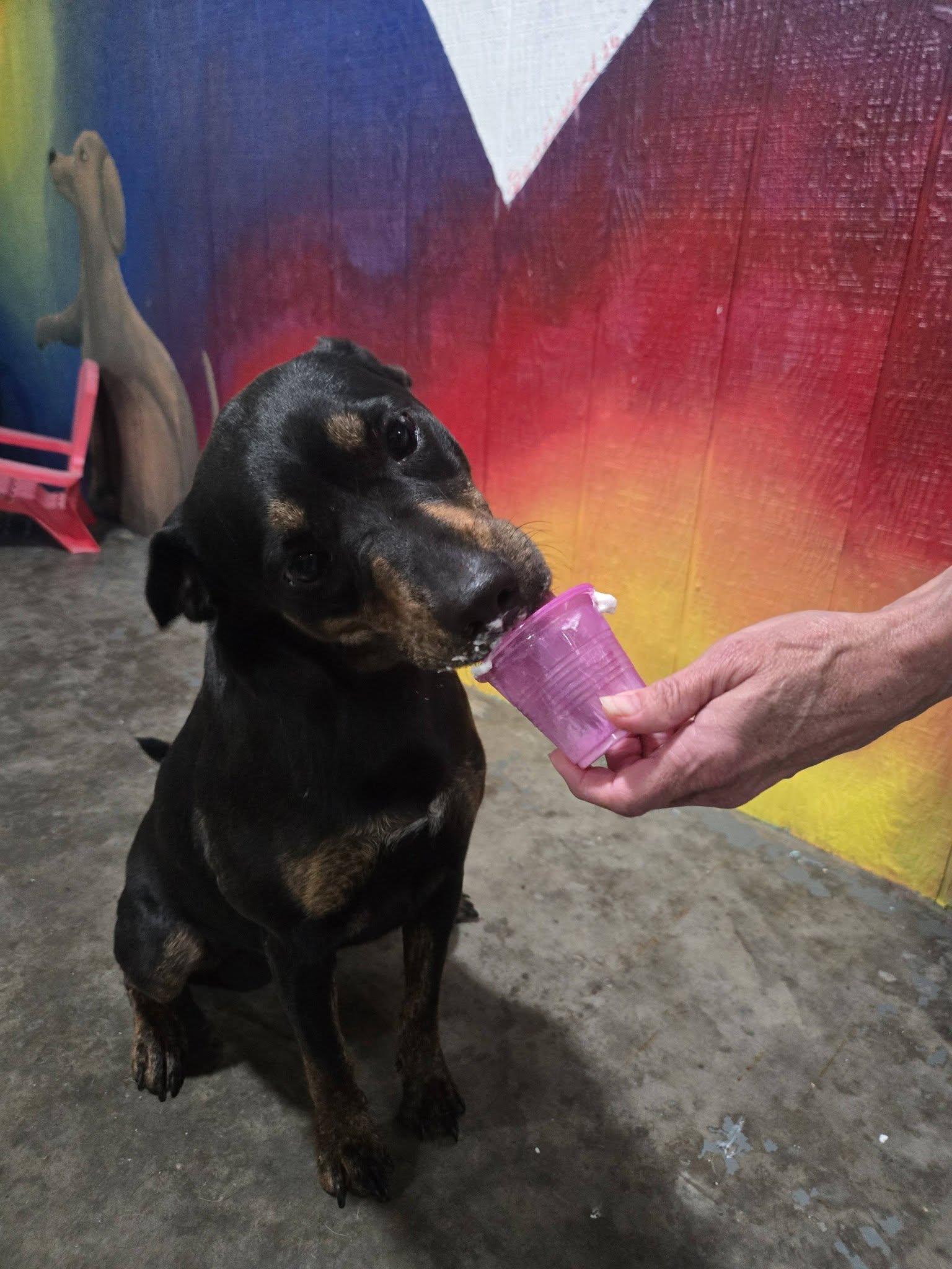 Enlarge Princess P, a Adoptable Mixed Breed in Point Pleasant, WV image 1/3