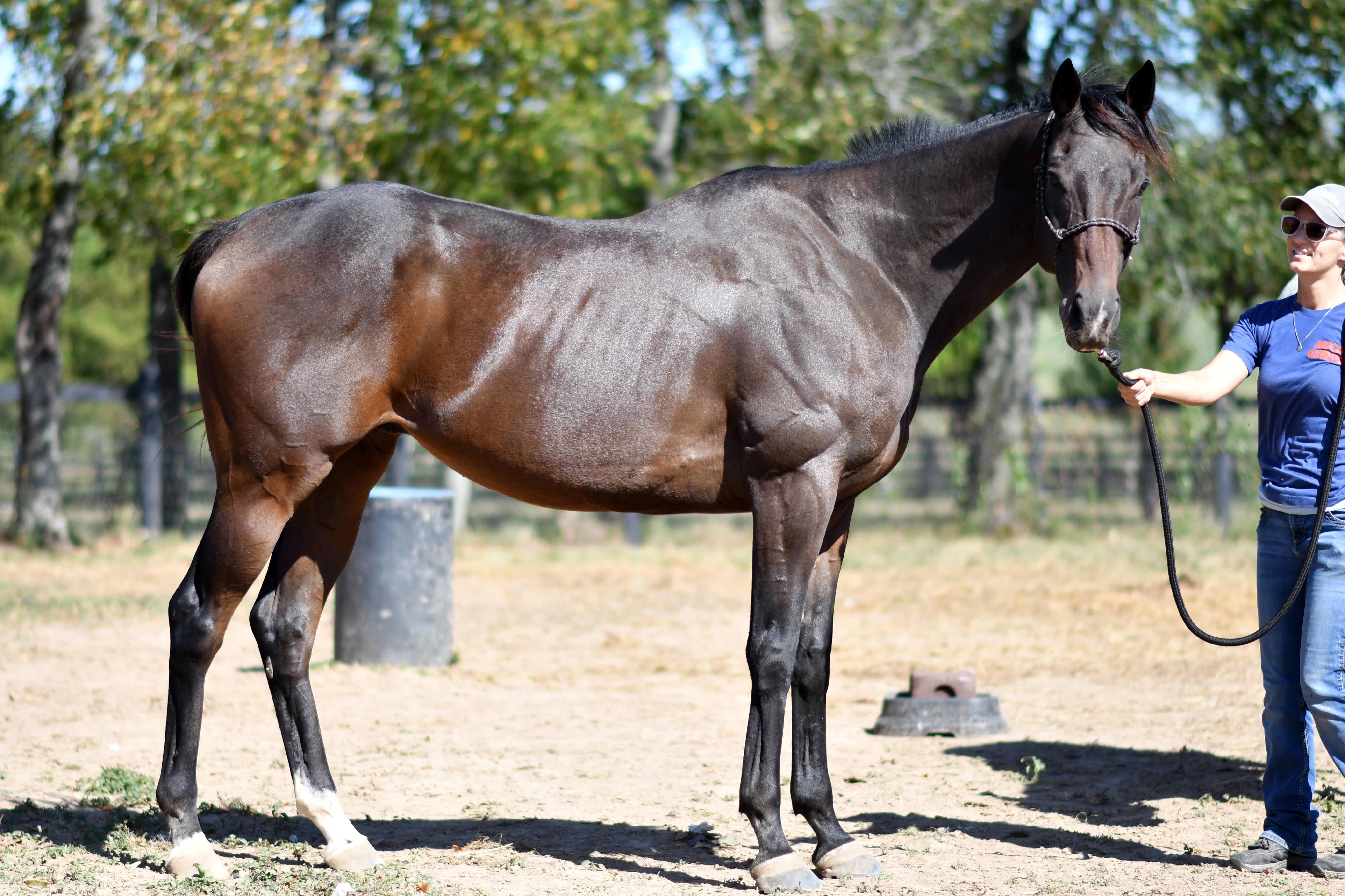 Pitch Dark (Preacher), Adoptable, Adult Male Thoroughbred.