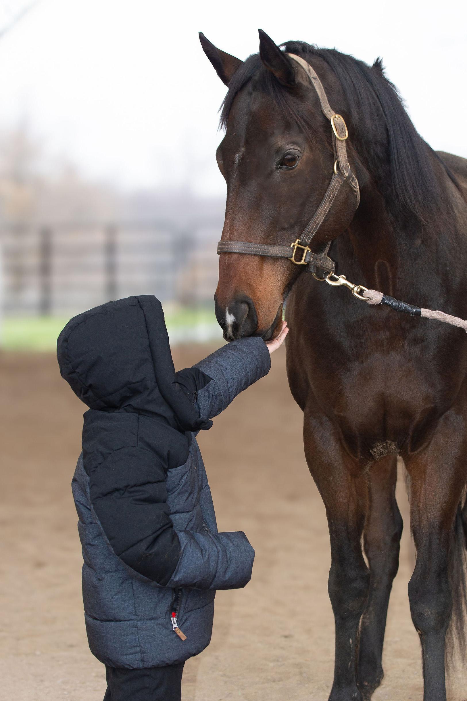 Enlarge Pitch Dark (Preacher), a Adoptable Thoroughbred in Nicholasville, KY image 1/4