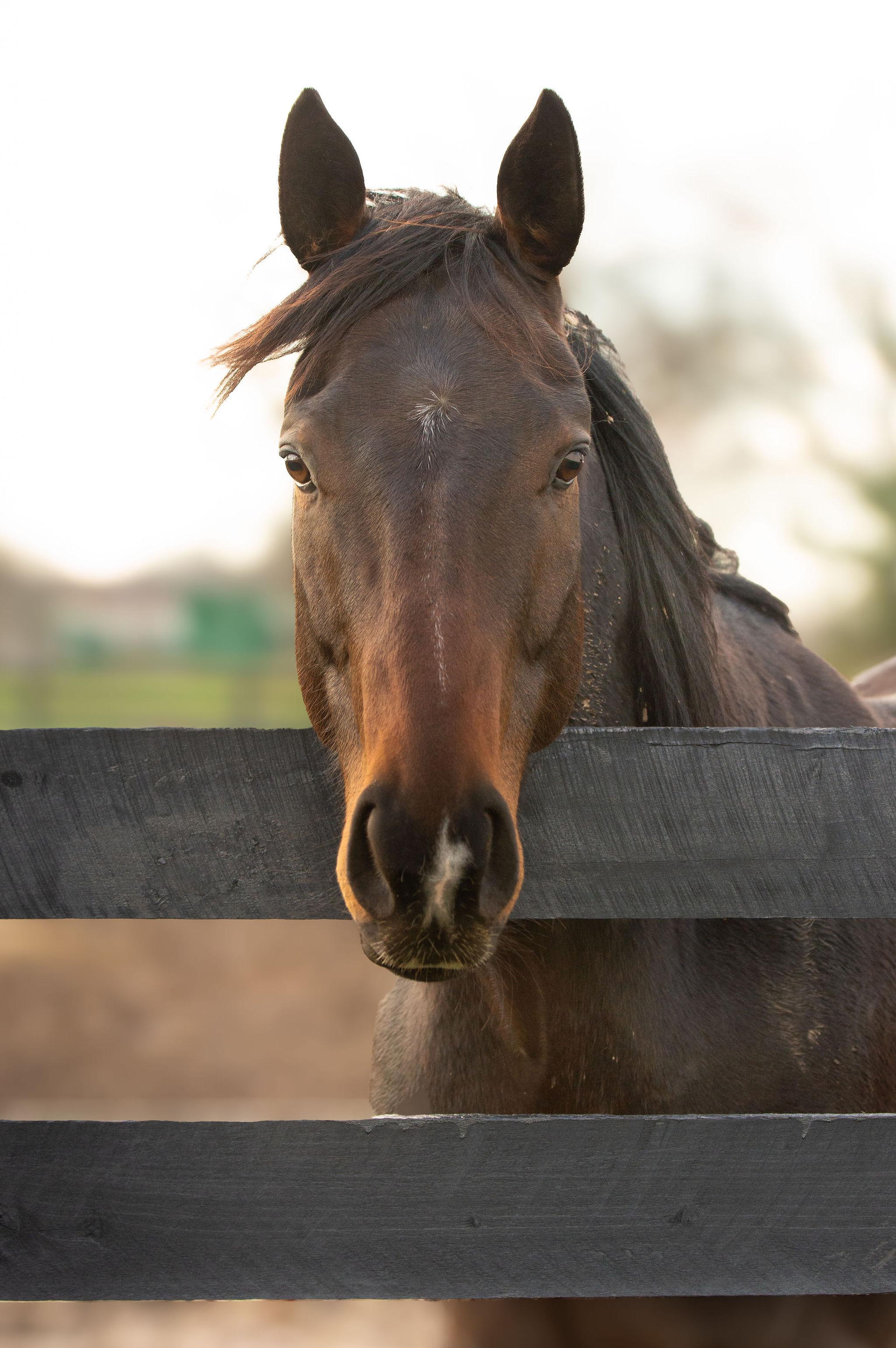 Enlarge Pitch Dark (Preacher), a Adoptable Thoroughbred in Nicholasville, KY image 2/4