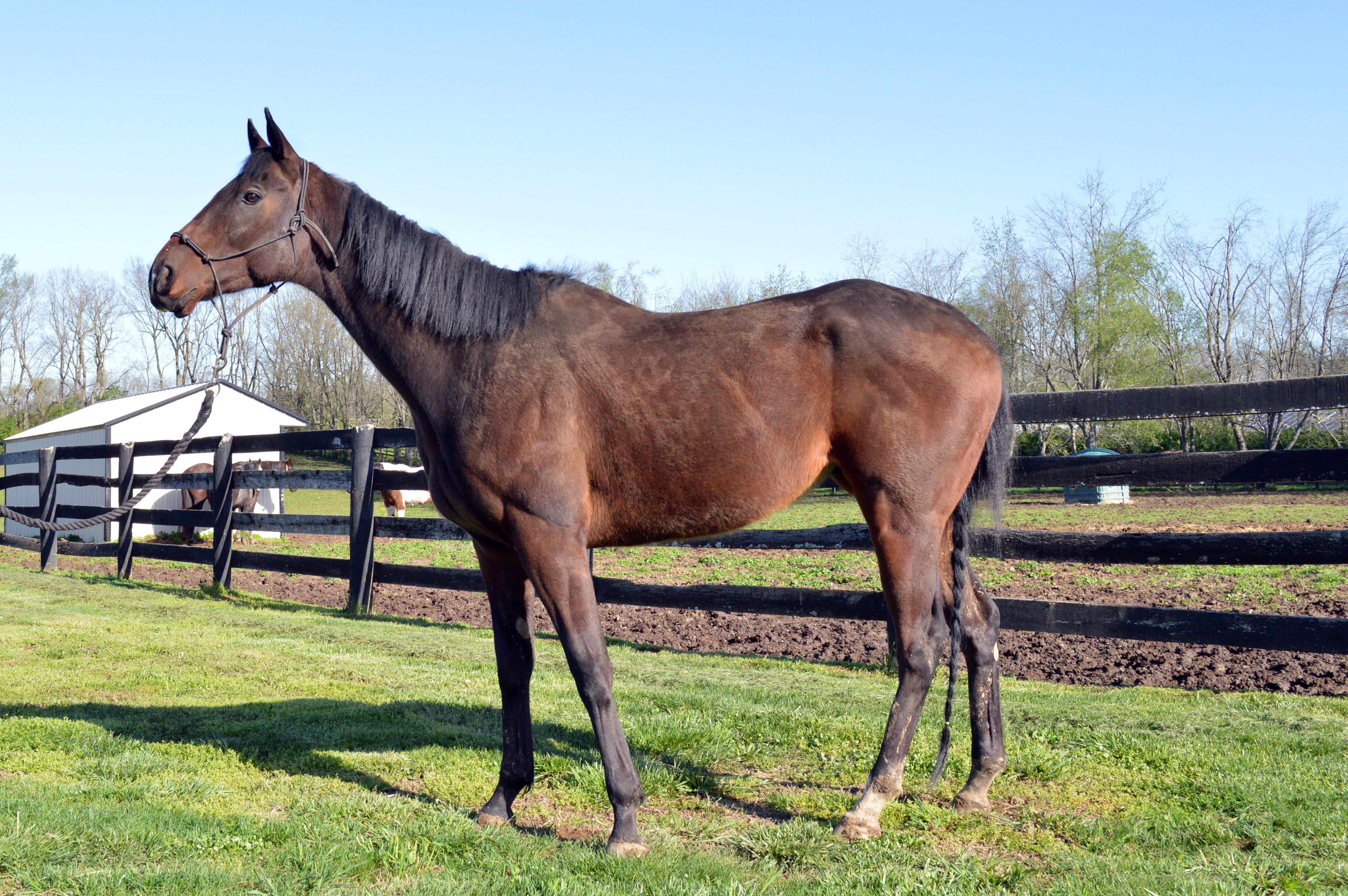 Pitch Dark, a Adoptable Thoroughbred in Nicholasville, KY image 1/2