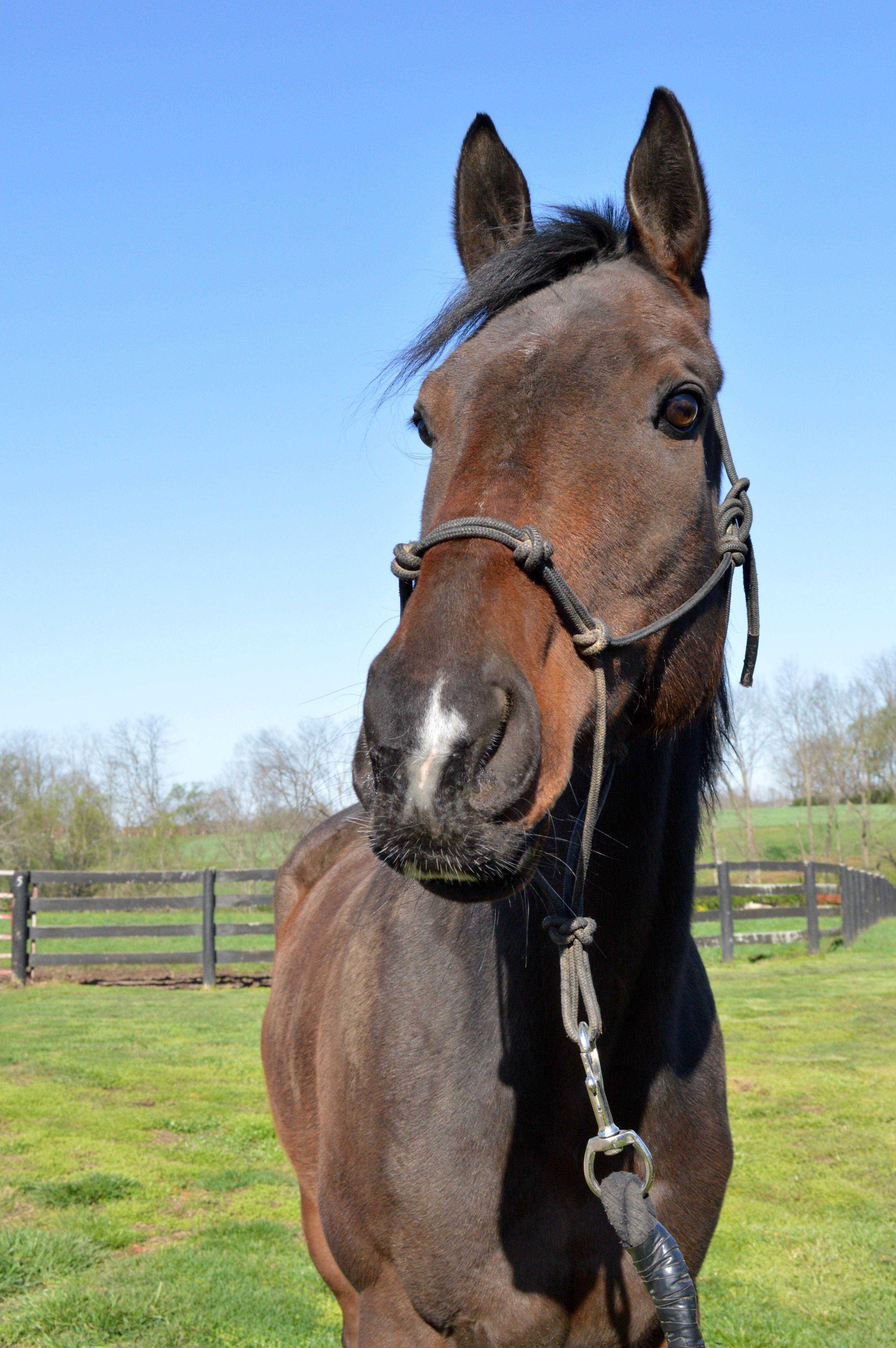 Pitch Dark, a Adoptable Thoroughbred in Nicholasville, KY image 2/2