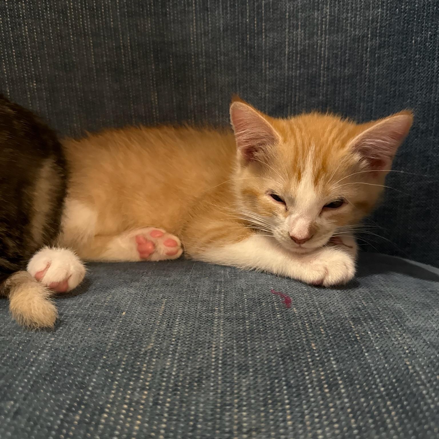Rubble, adopted, Kitten Male Domestic Short Hair & Tabby.
