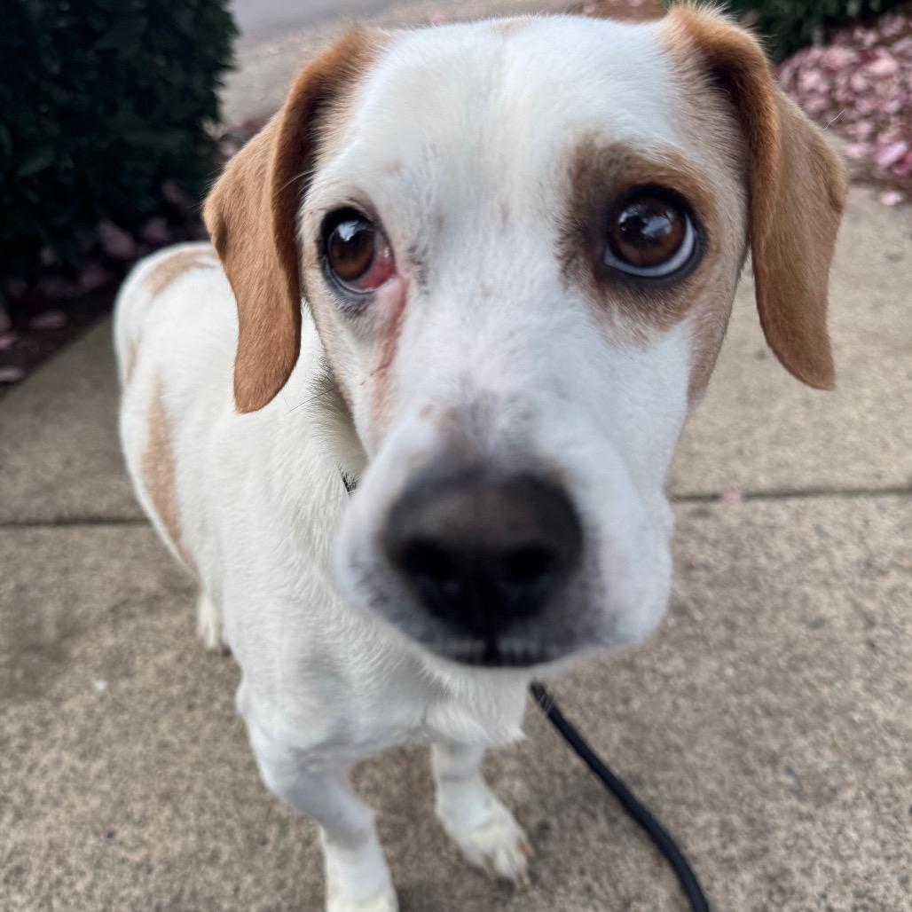Bart, Adoptable, Adult Male Basset Hound & Mixed Breed.