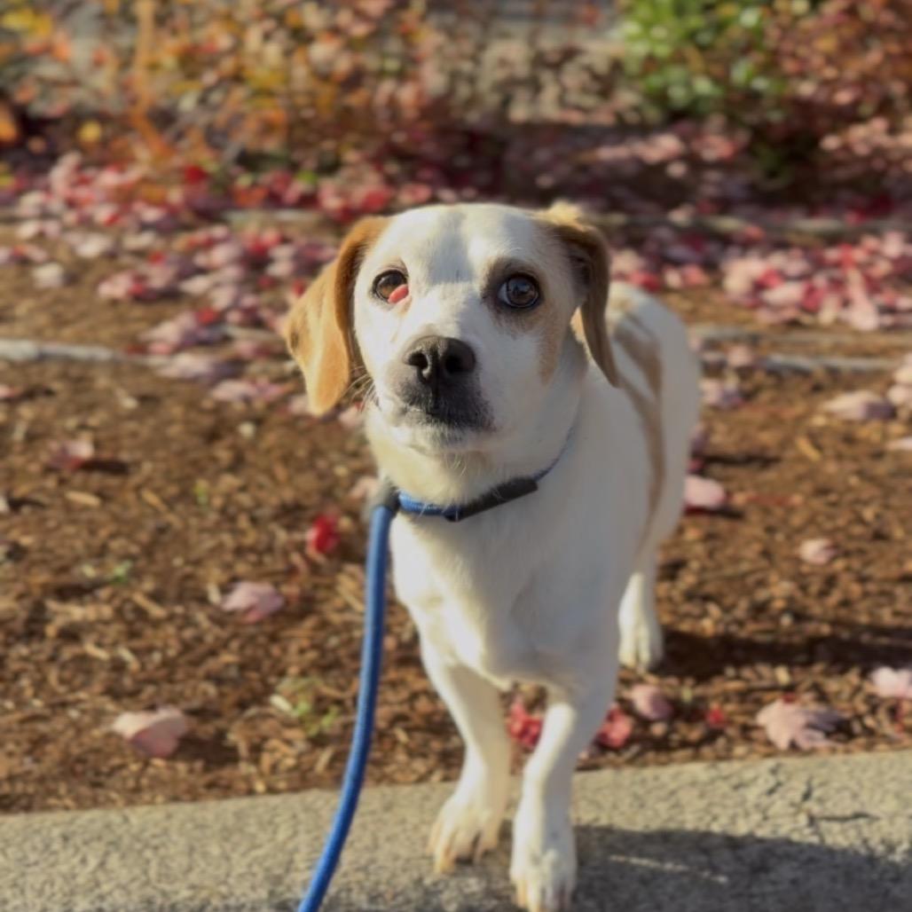 Enlarge Bart, a Adoptable mixed breed in Newberg, OR image 2/6
