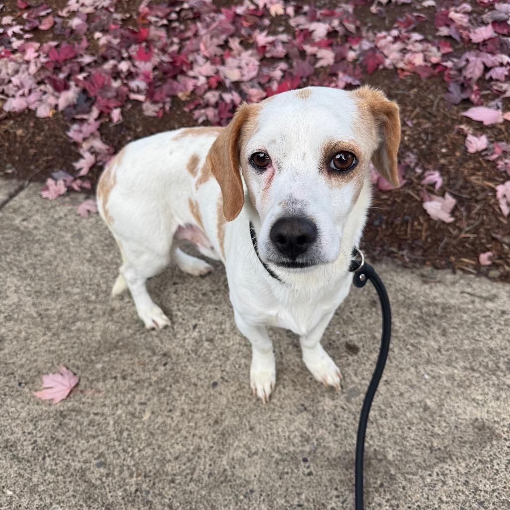 Enlarge Bart, a Adoptable mixed breed in Newberg, OR image 3/6
