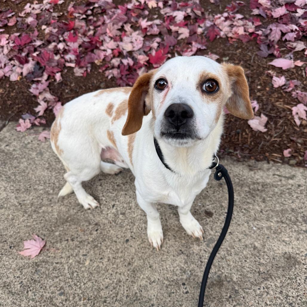 Enlarge Bart, a Adoptable mixed breed in Newberg, OR image 5/6