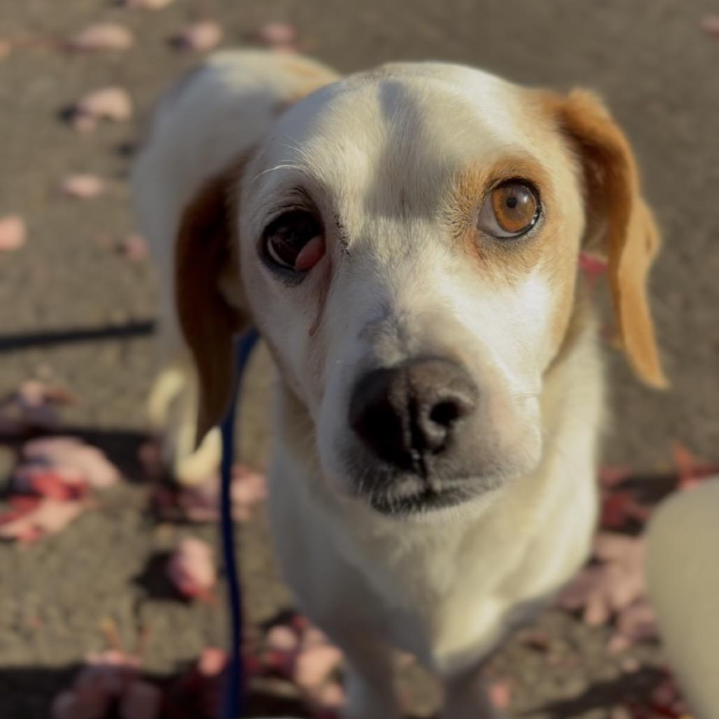 Enlarge Bart, a Adoptable mixed breed in Newberg, OR image 6/6