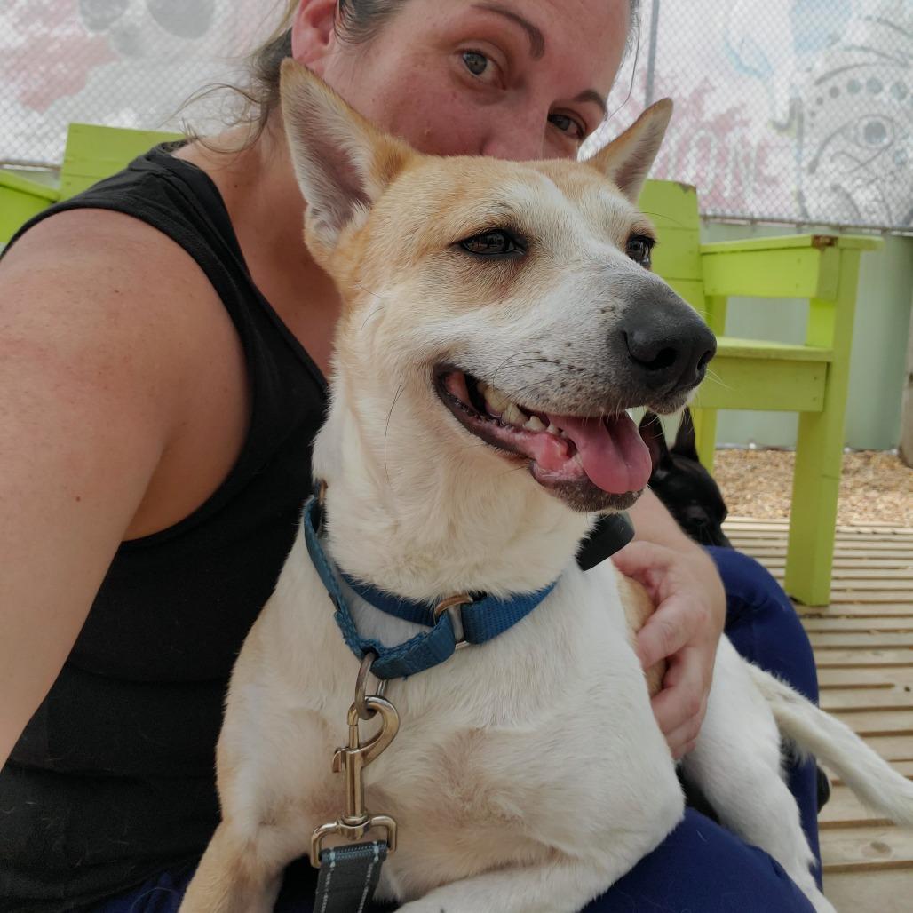 Dozer, Adoptable, Adult Male Mixed Breed.