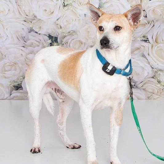 Enlarge Dozer, a Adoptable Mixed Breed in Fredericksburg, VA image 3/4