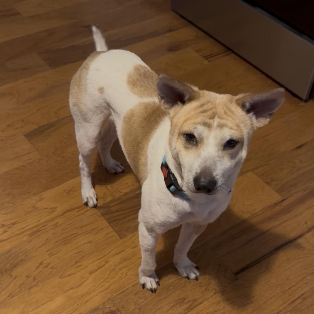 Dozer, a Adoptable Mixed Breed in Fredericksburg, VA image 2/3