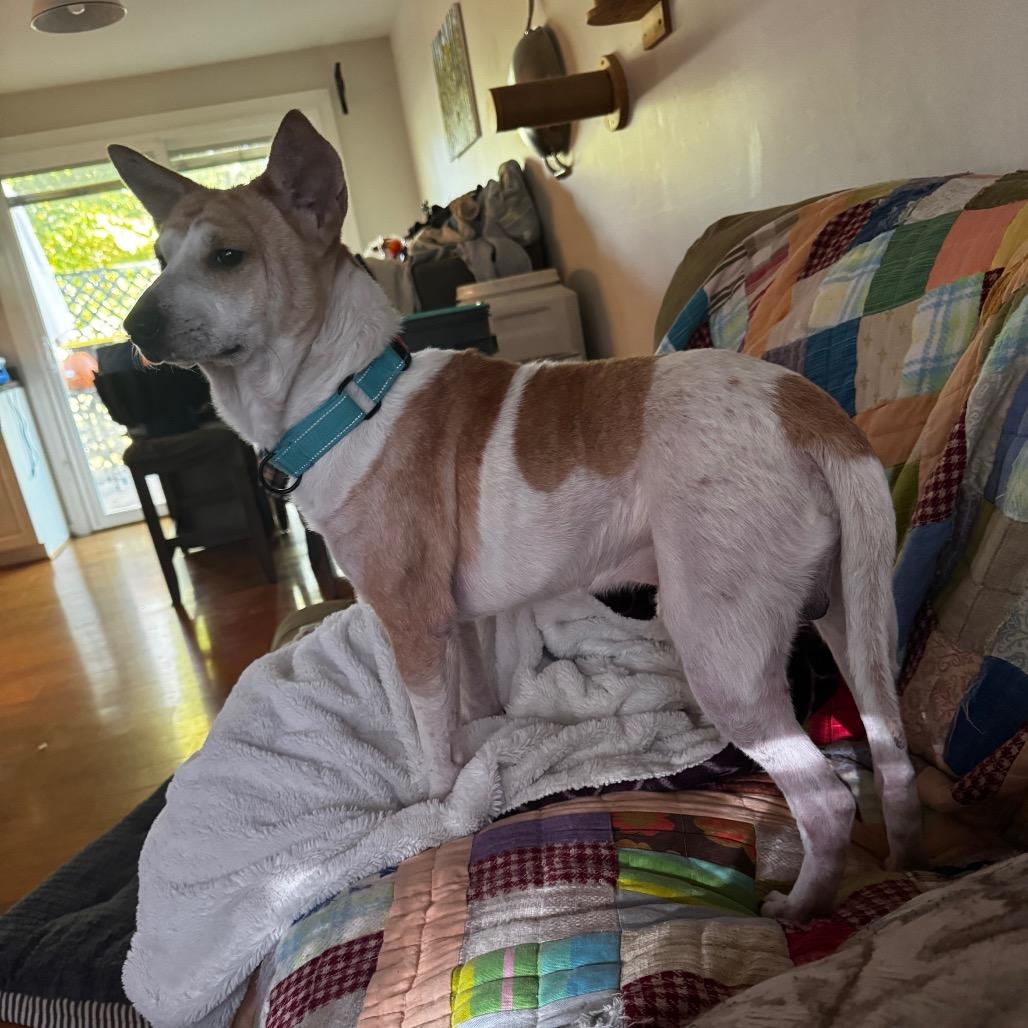 Dozer, a Adoptable Mixed Breed in Fredericksburg, VA image 1/3