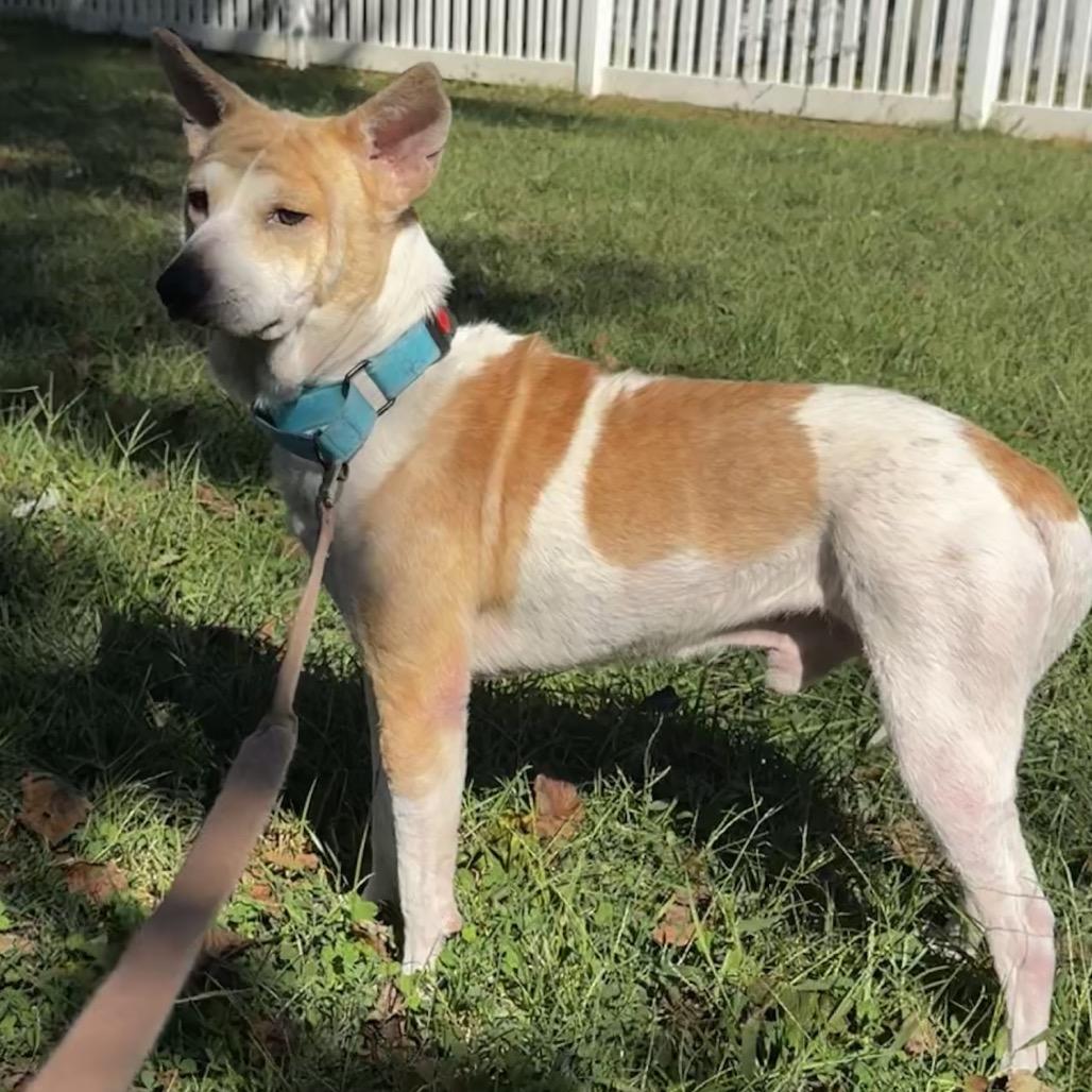 Dozer, a Adoptable Mixed Breed in Fredericksburg, VA image 2/3