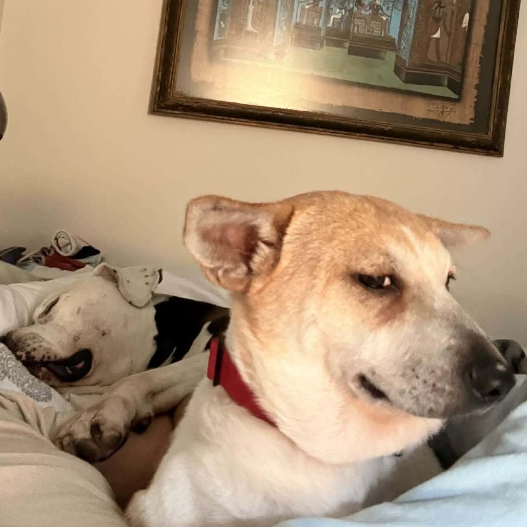 Dozer, a Adoptable Mixed Breed in Fredericksburg, VA image 3/3