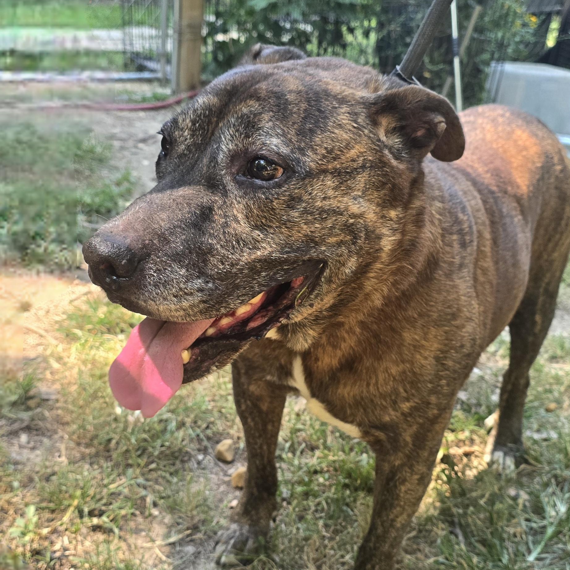 Enlarge Rufus, a Adoptable mixed breed in Arlington, TN image 3/5