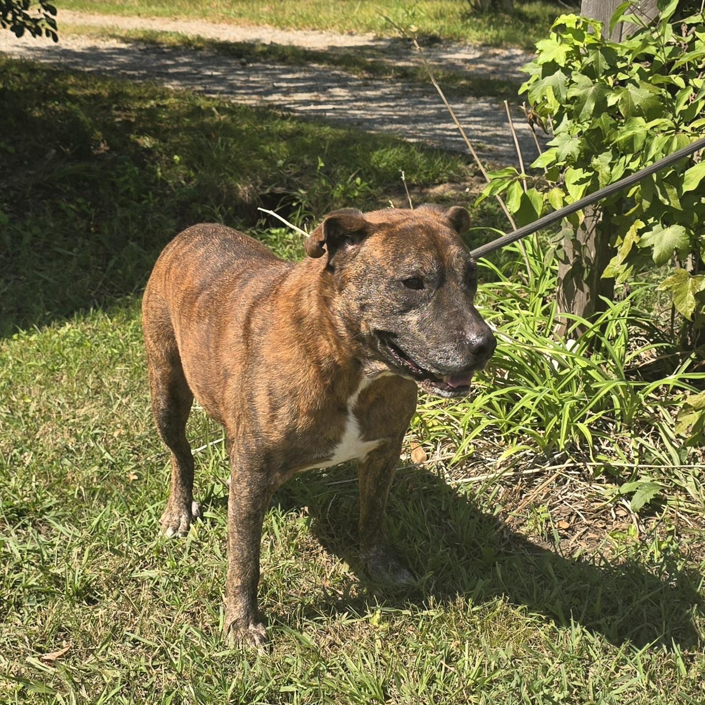 Rufus, Adoptable, Senior Male Pit Bull Terrier.