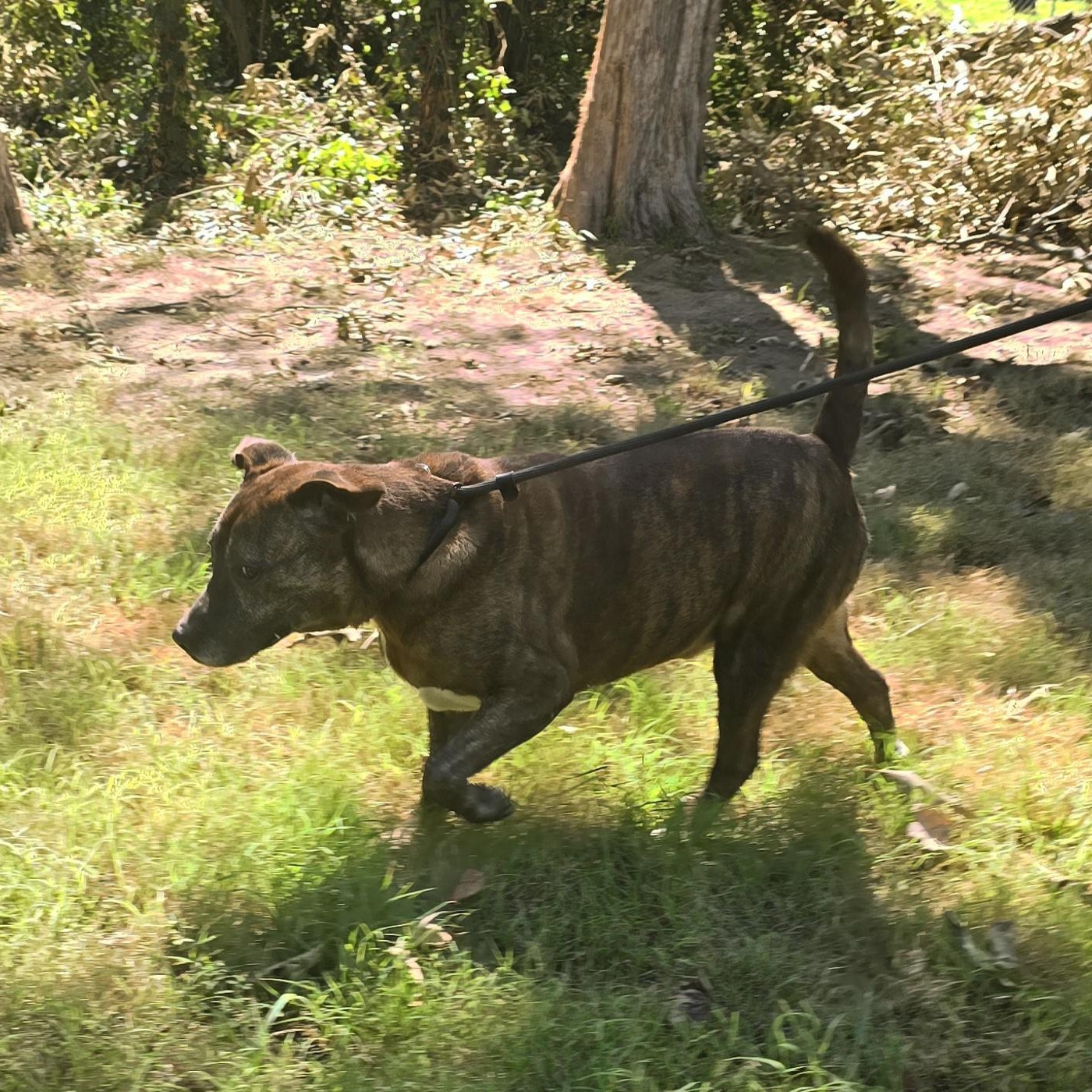 Enlarge Rufus, a Adoptable mixed breed in Arlington, TN image 2/5