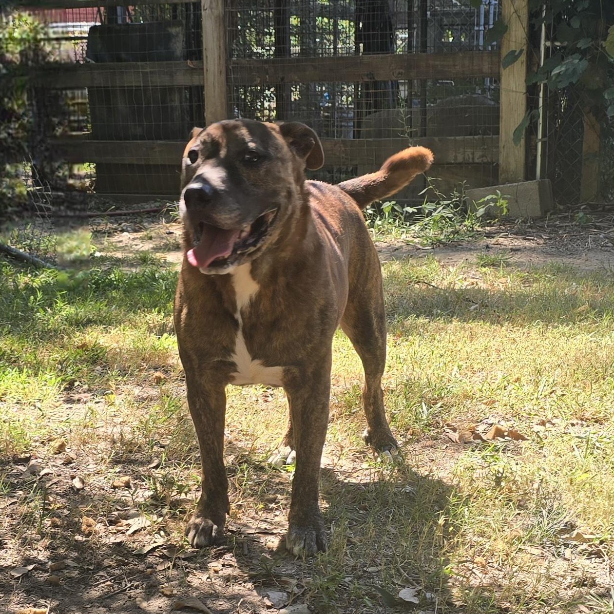 Enlarge Rufus, a Adoptable mixed breed in Arlington, TN image 5/5