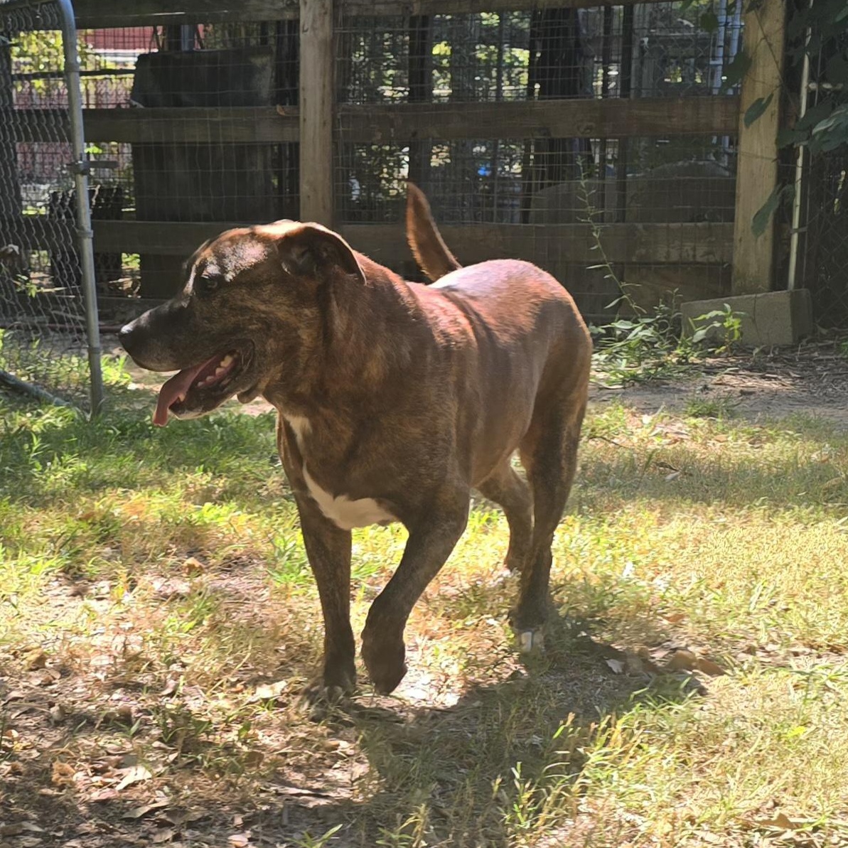 Enlarge Rufus, a Adoptable mixed breed in Arlington, TN image 4/5
