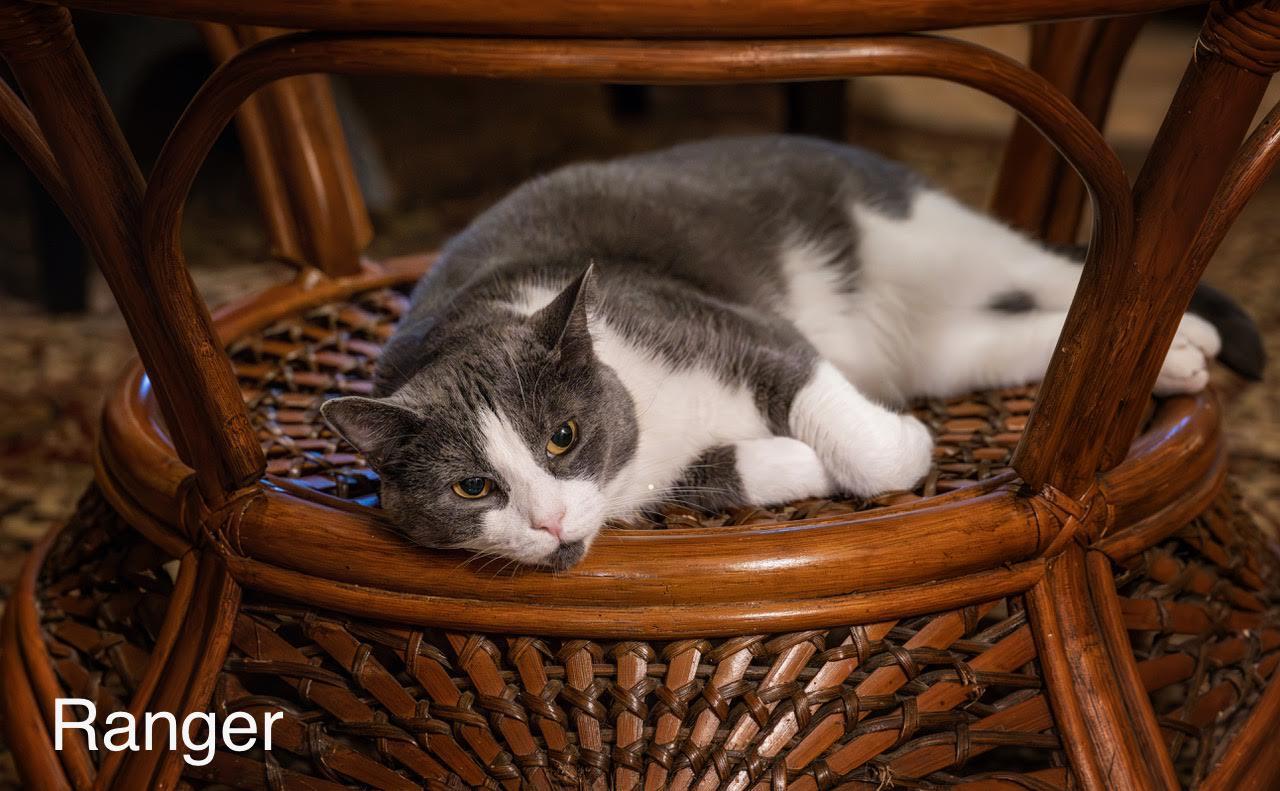 Enlarge Ranger, a Adoptable Domestic Short Hair in Buford, GA image 1/3