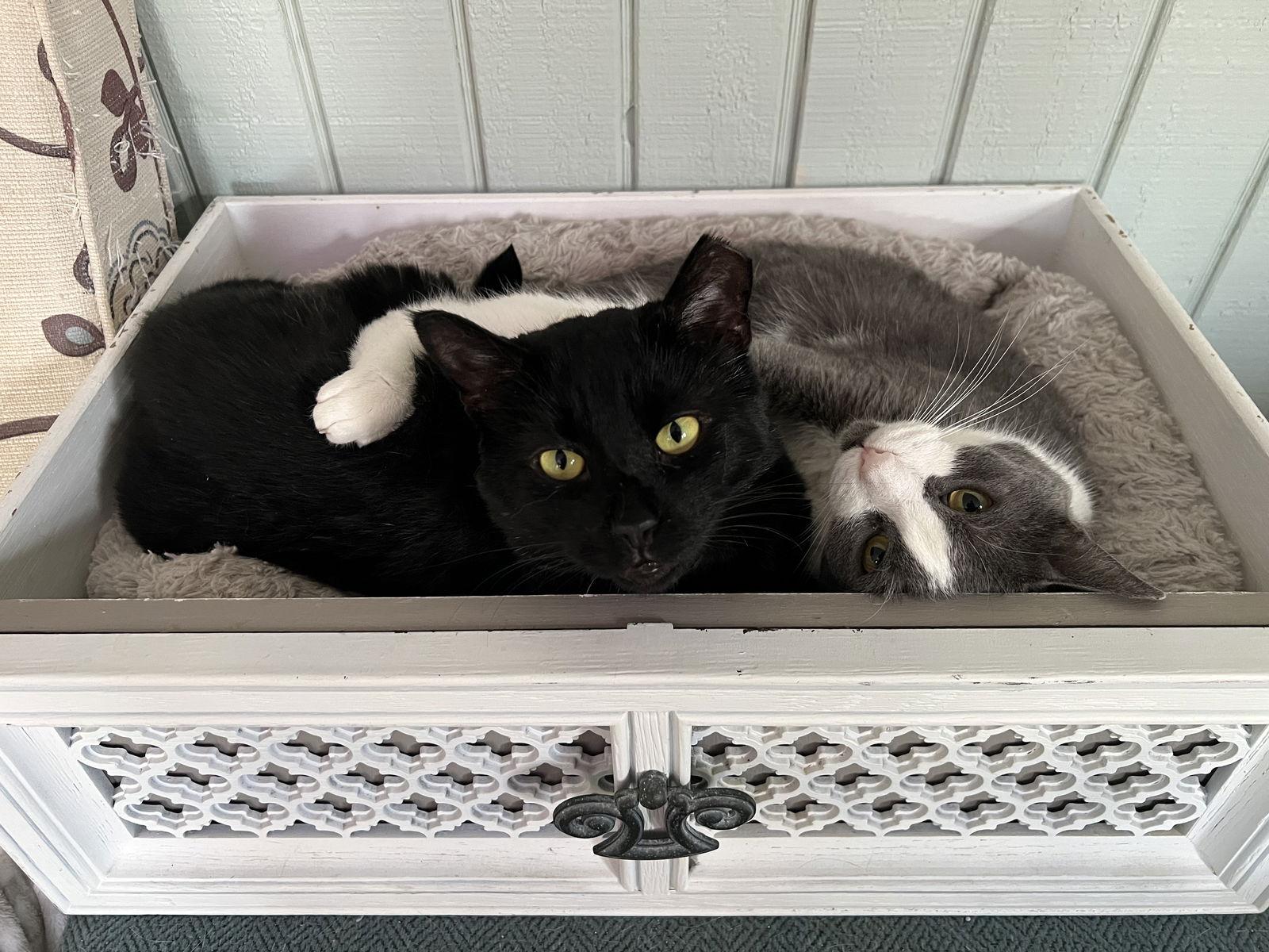 Enlarge Ranger, a Adoptable Domestic Short Hair in Buford, GA image 2/3