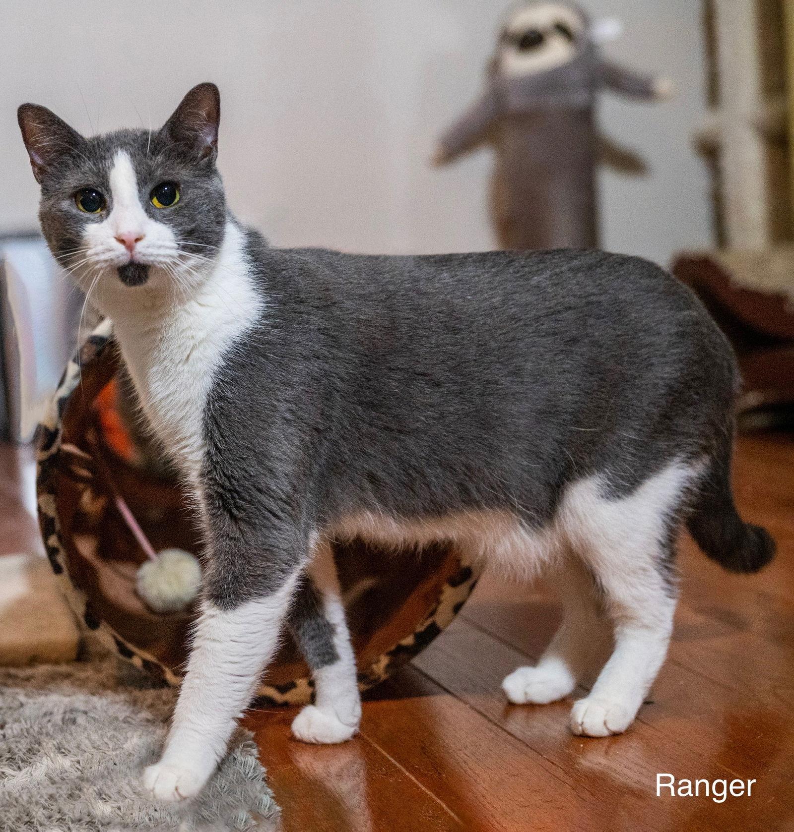 Ranger, Adoptable, Adult Male Domestic Short Hair.