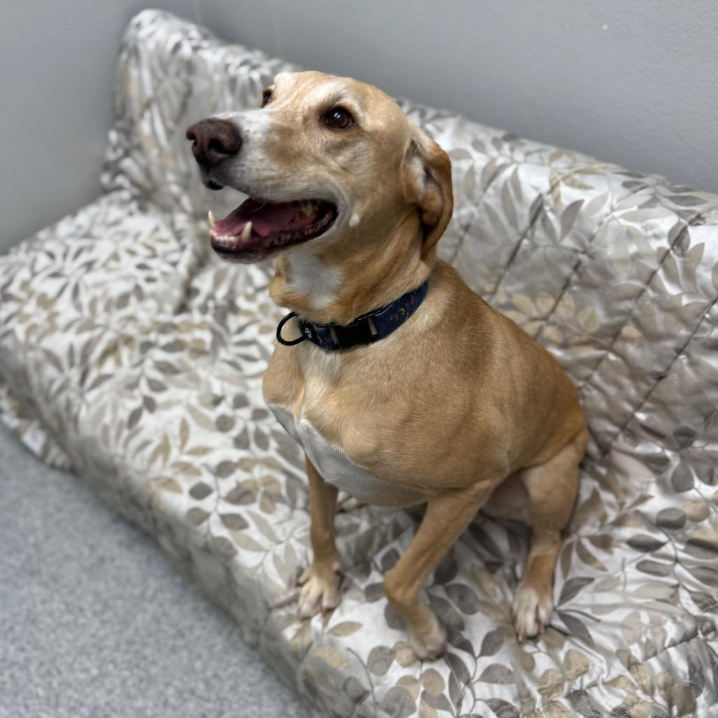 Enlarge Simba, a ADOPTABLE mixed breed in Monticello, IA image 1/6