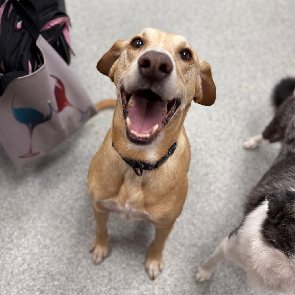 Enlarge Simba, a ADOPTABLE mixed breed in Monticello, IA image 6/6