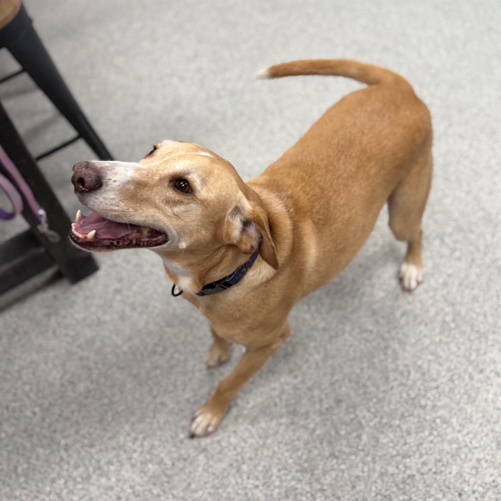 Enlarge Simba, a ADOPTABLE mixed breed in Monticello, IA image 2/6