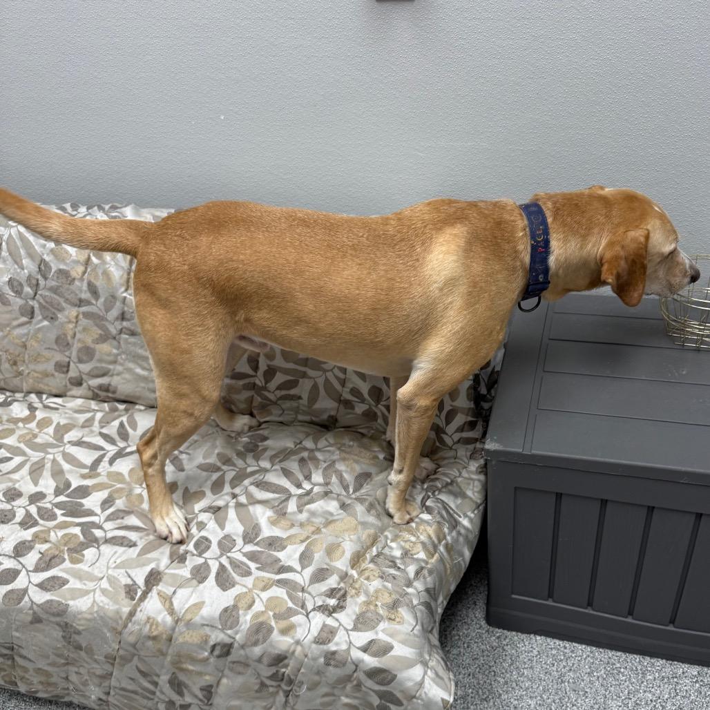 Enlarge Simba, a ADOPTABLE mixed breed in Monticello, IA image 4/6