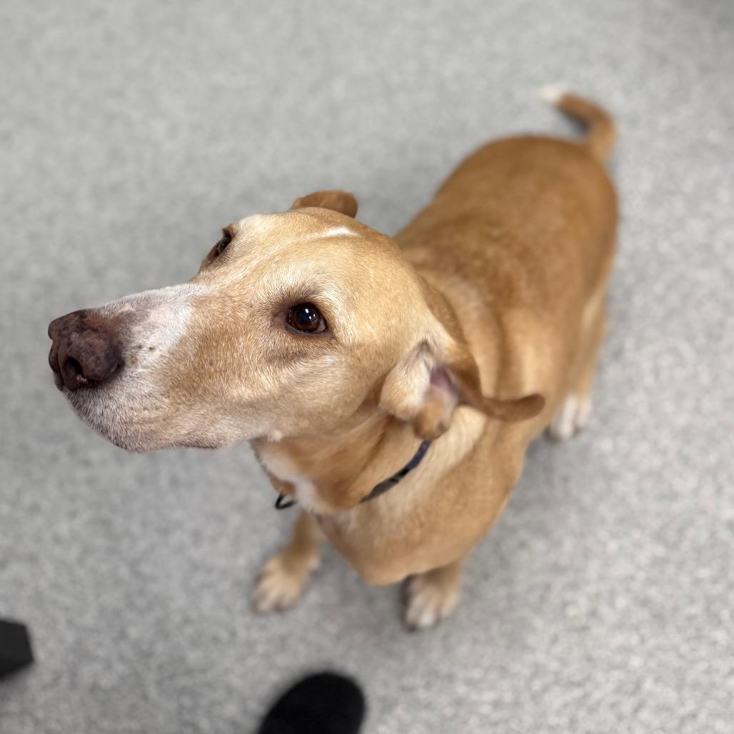 Enlarge Simba, a ADOPTABLE mixed breed in Monticello, IA image 5/6