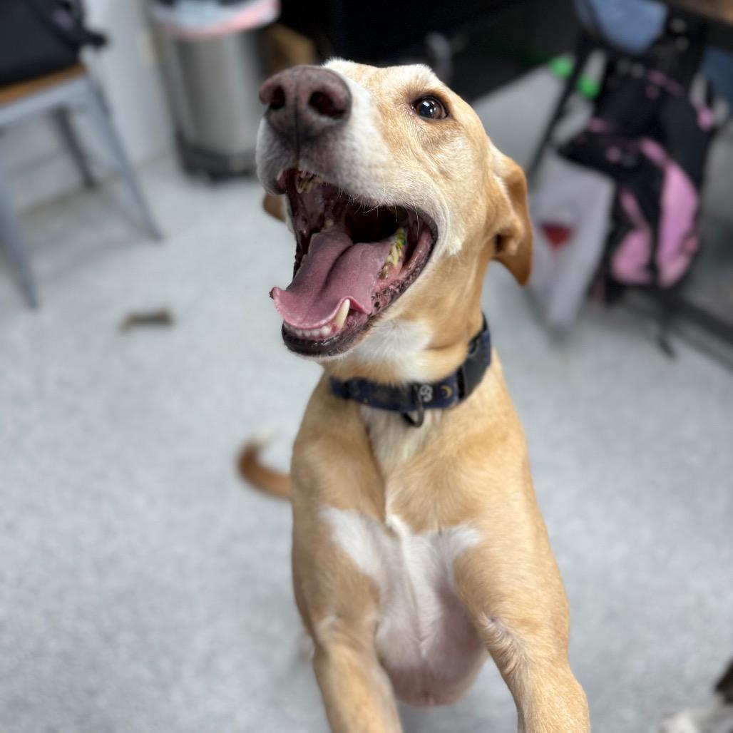 Enlarge Simba, a ADOPTABLE mixed breed in Monticello, IA image 3/6