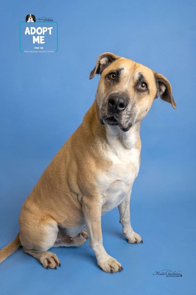 Buck, Adoptable, Adult Male Mountain Cur.