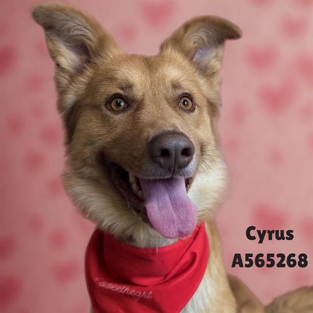 CYRUS, Adoptable, Adult Male Golden Retriever & Mixed Breed.