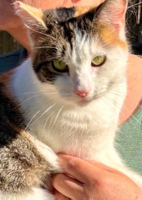 Clover - Beautiful Calico - CCC, Adoptable, Adult Female Calico & Domestic Short Hair.