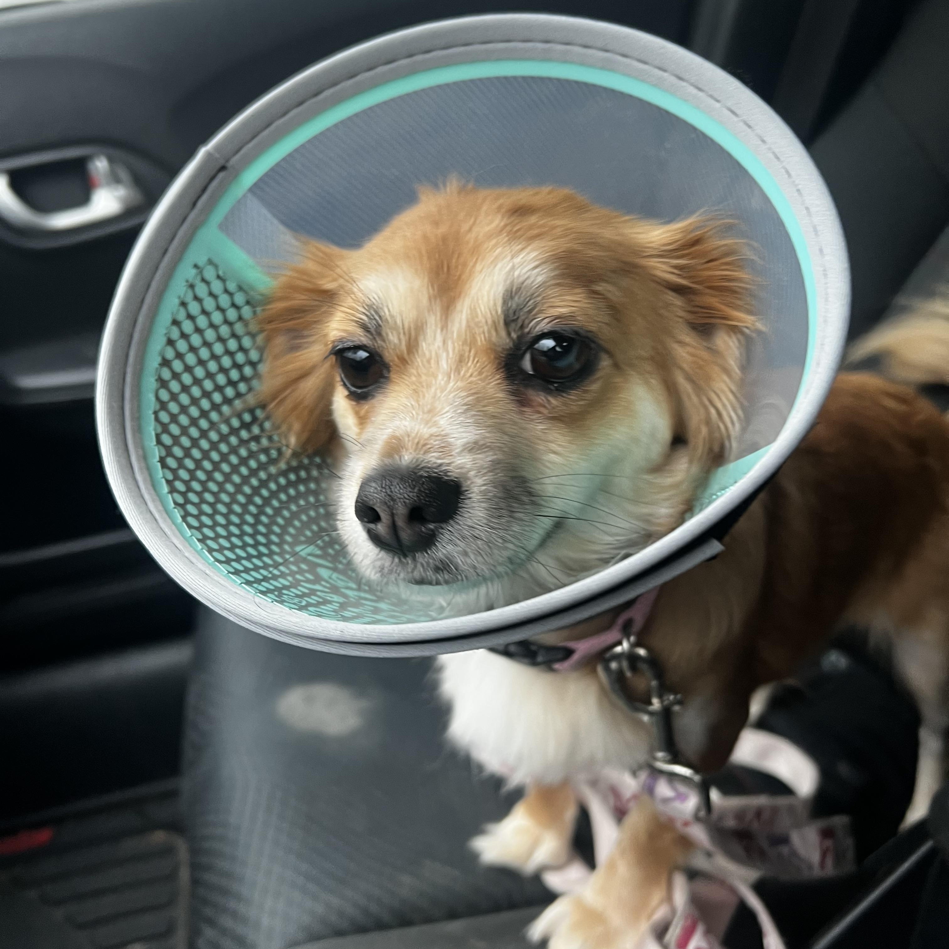 Enlarge Tinsel, a ADOPTABLE mixed breed in Wilmington, DE image 5/6