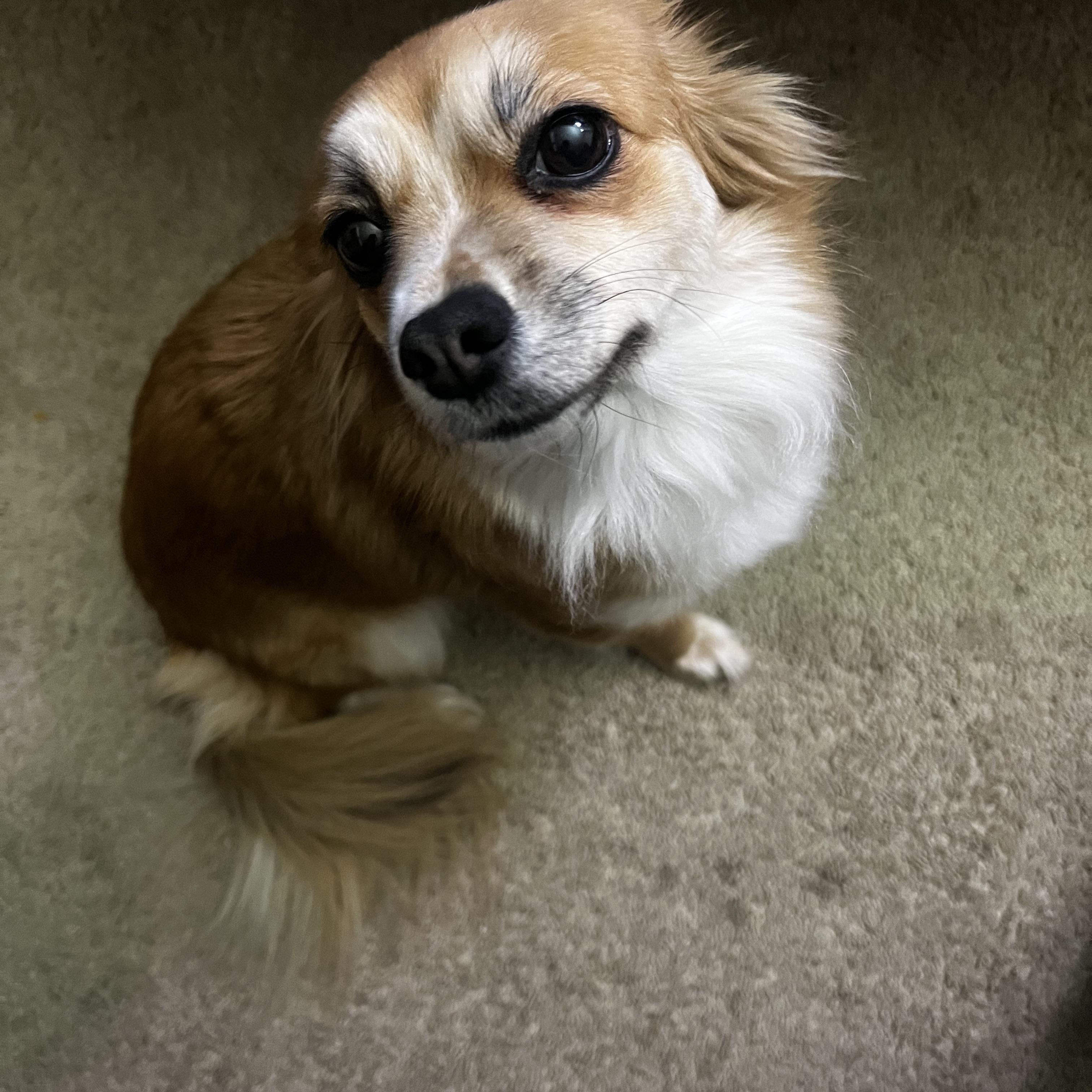 Enlarge Tinsel, a ADOPTABLE mixed breed in Wilmington, DE image 2/6