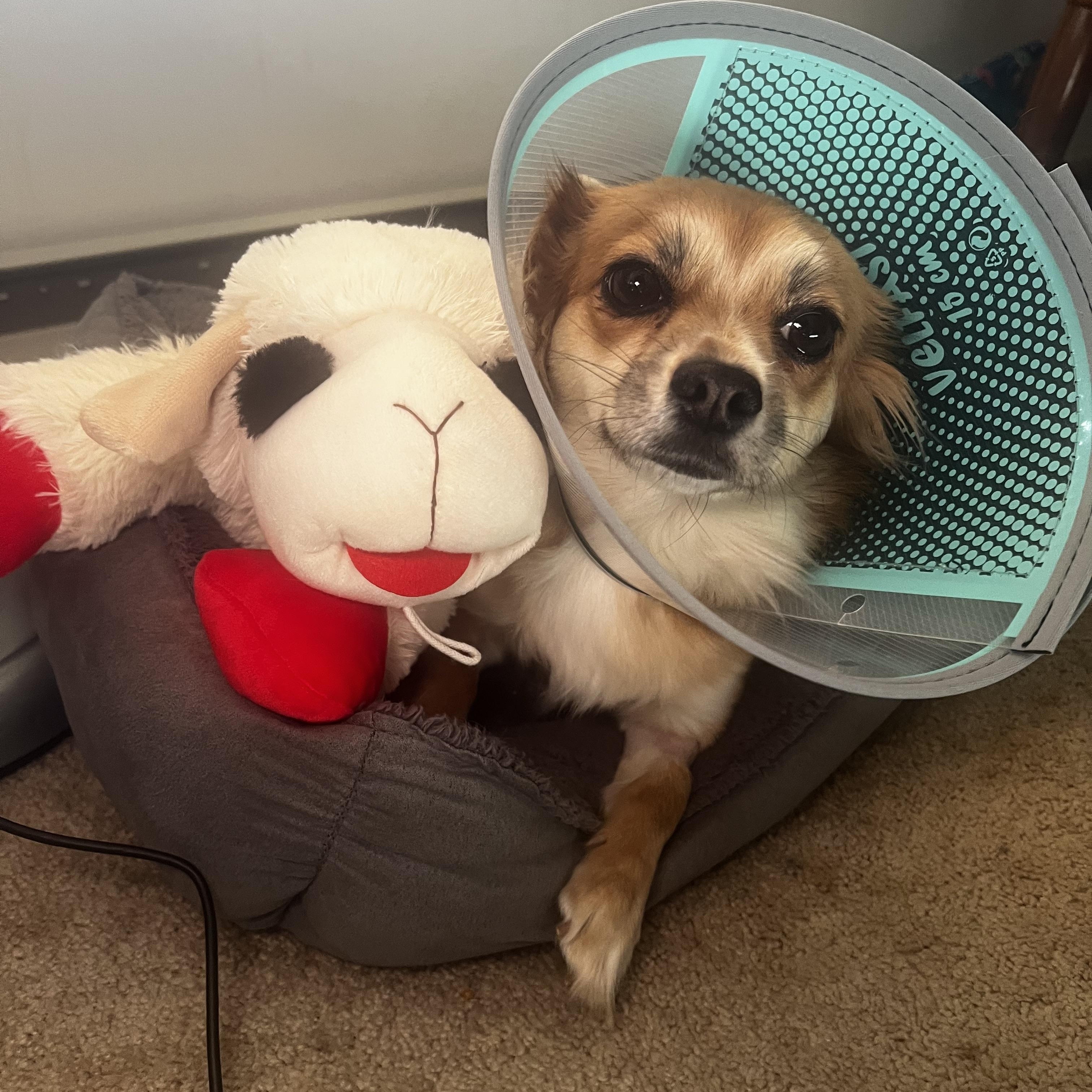 Enlarge Tinsel, a ADOPTABLE mixed breed in Wilmington, DE image 6/6