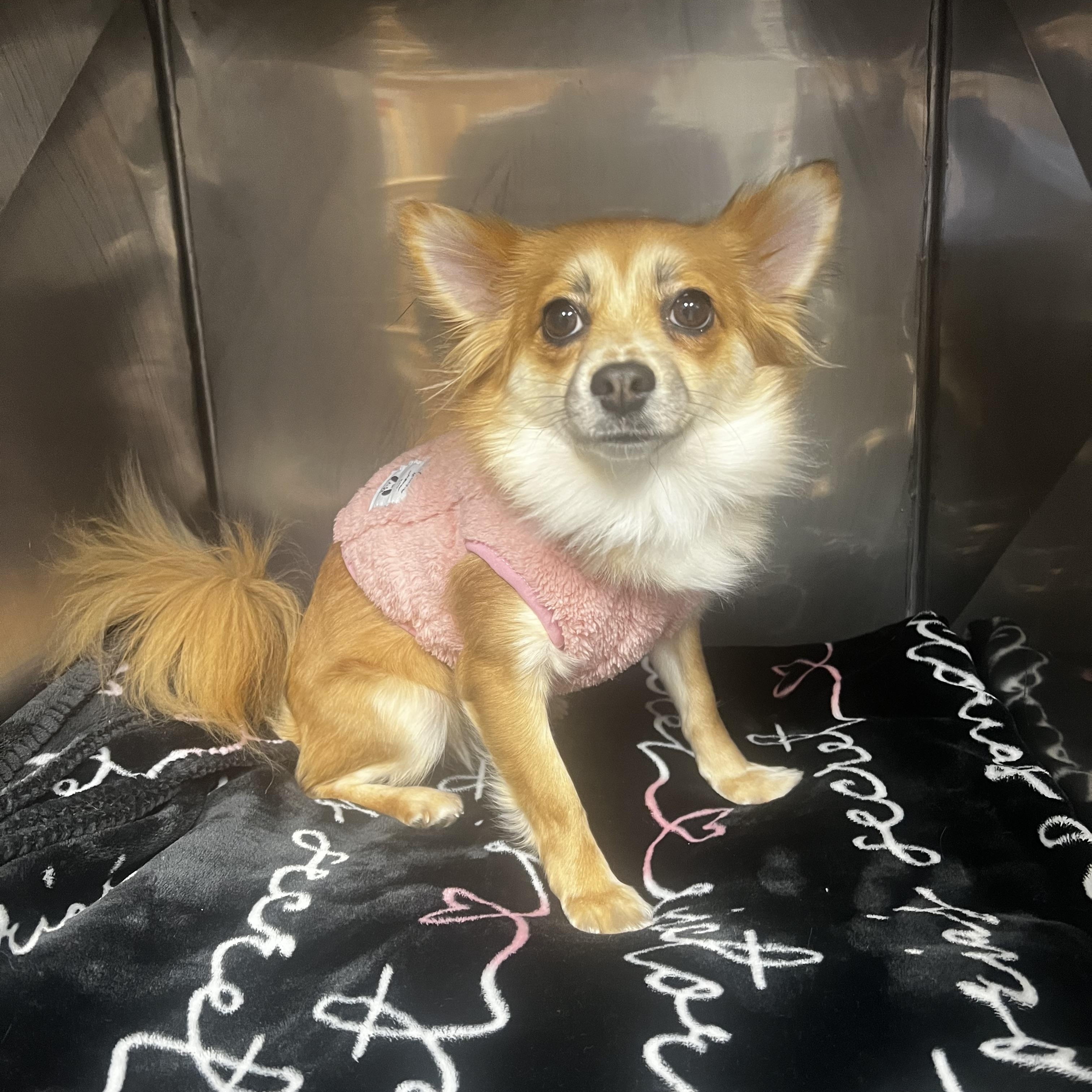 Tinsel, ADOPTABLE, Young Female Chihuahua & Pomeranian.