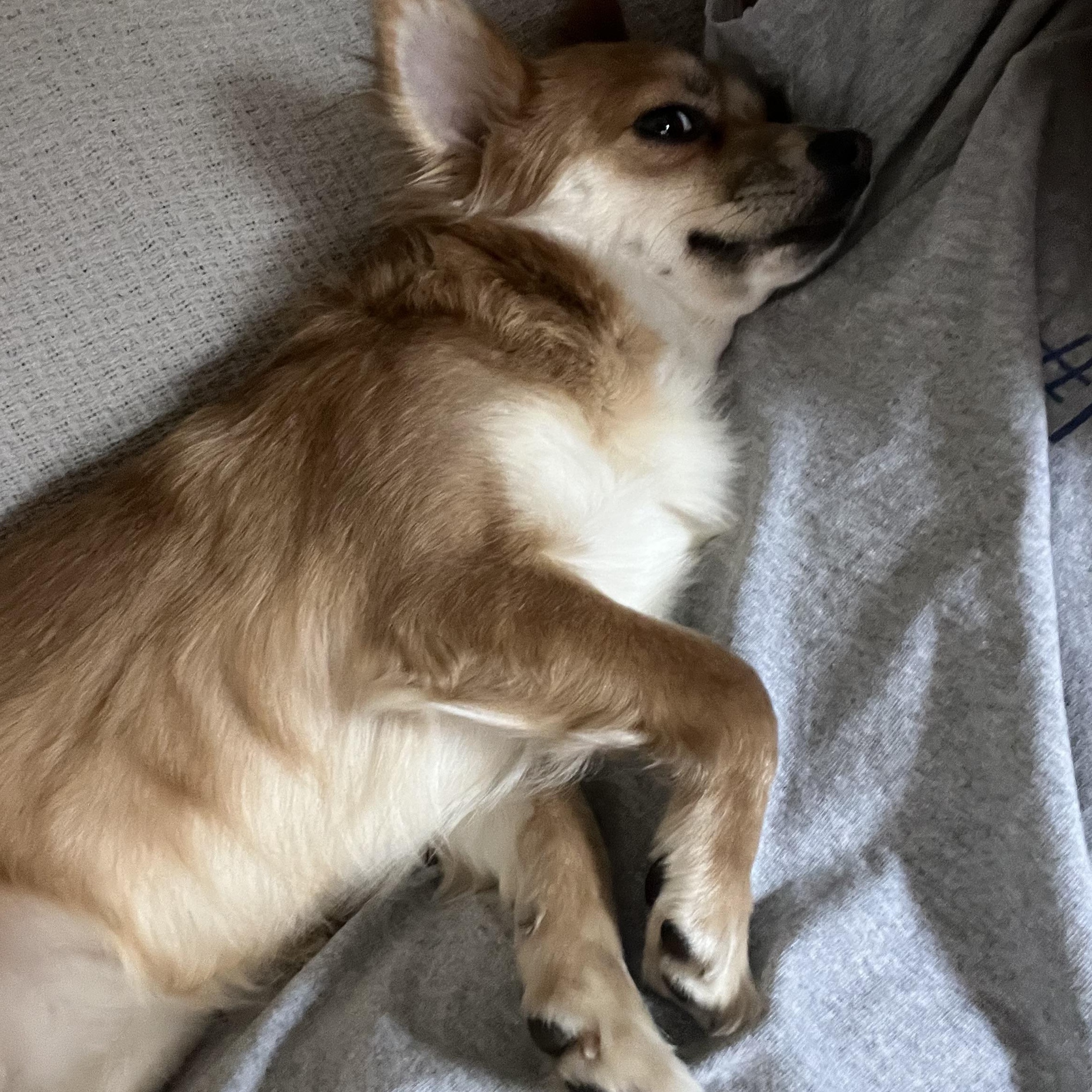 Enlarge Tinsel, a ADOPTABLE mixed breed in Wilmington, DE image 3/6