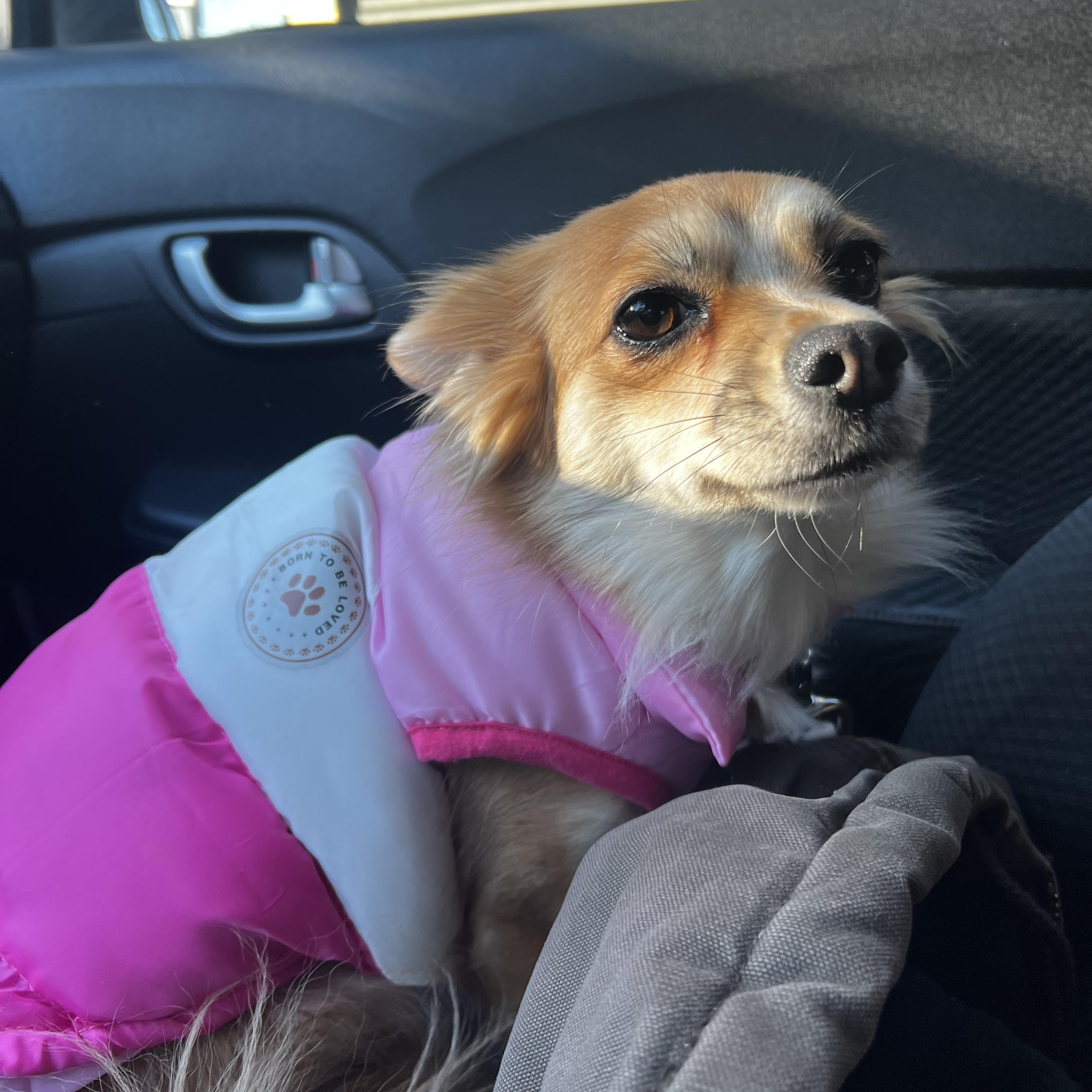 Enlarge Tinsel, a ADOPTABLE mixed breed in Wilmington, DE image 4/6