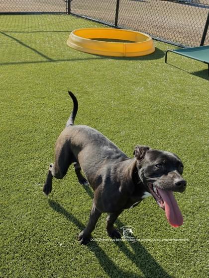 MILEY, Adoptable, Puppy Female Mixed Breed & Mixed Breed.