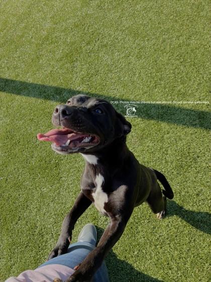 Enlarge MILEY, a Adoptable mixed breed in Kenansville, NC image 2/3