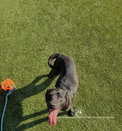 Enlarge MILEY, a Adoptable mixed breed in Kenansville, NC image 3/3