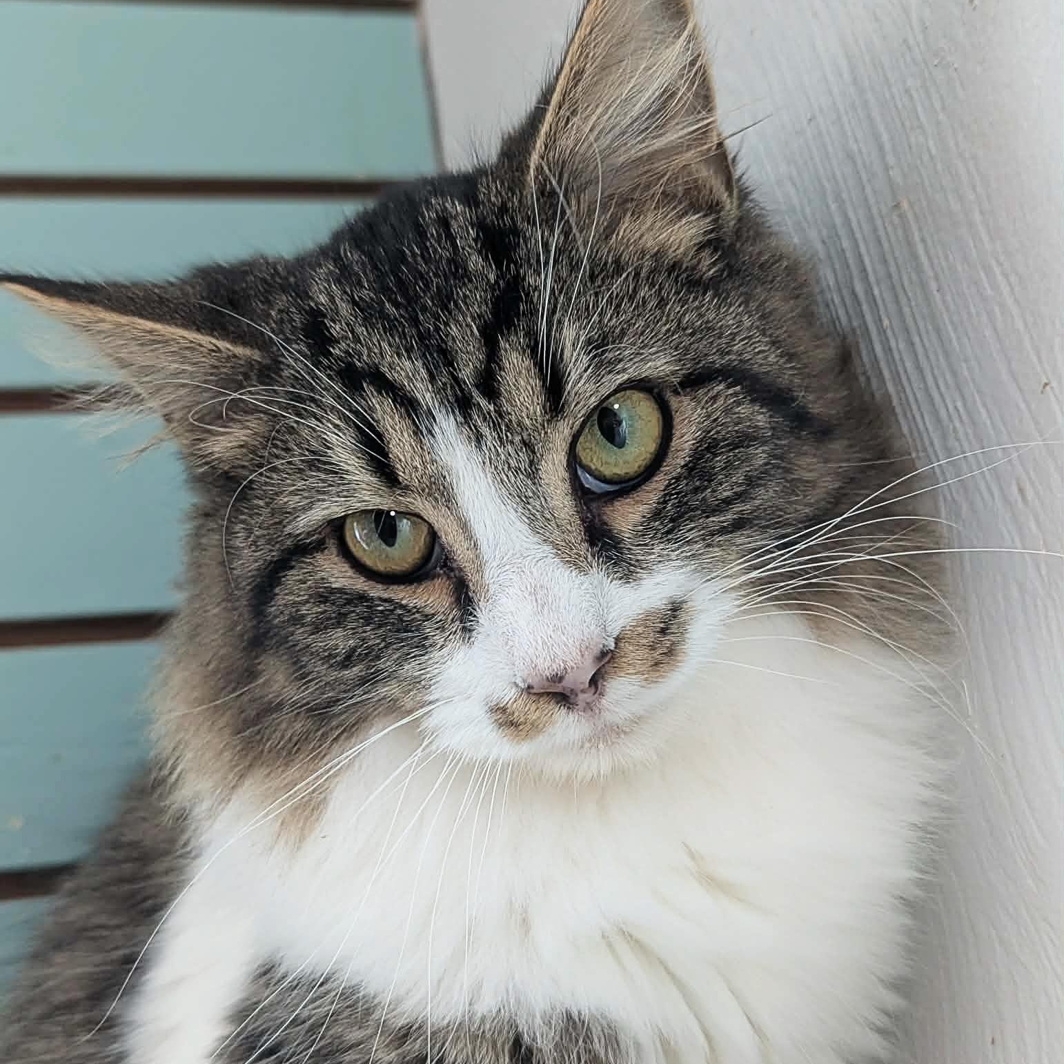 Enlarge Richard Burke, an adopted mixed breed in Shippenville, PA image 2/6